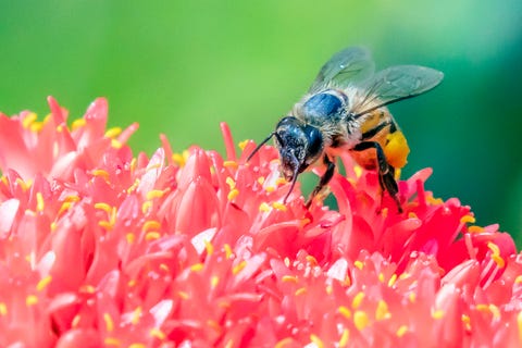 carpenter bees