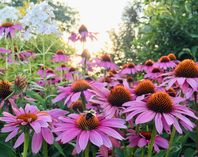 carpenter-bees-on-purple-cone-flowers-in-laconia-royalty-free-image-1589213157.jpg?crop=0.793xw:1.00xh0.207xw,0&resize=640:*