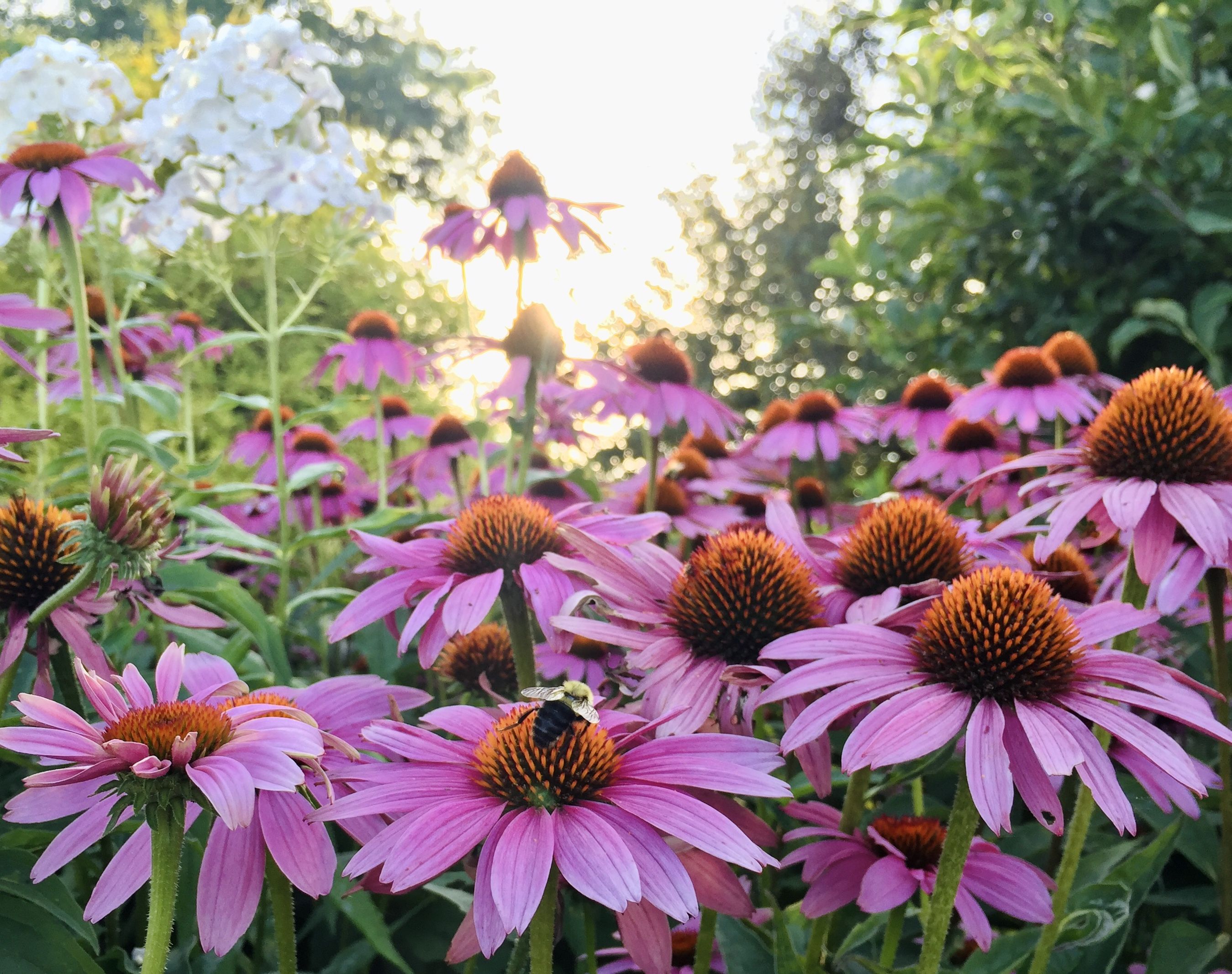 What Are The Best Flowers For Pollinators?