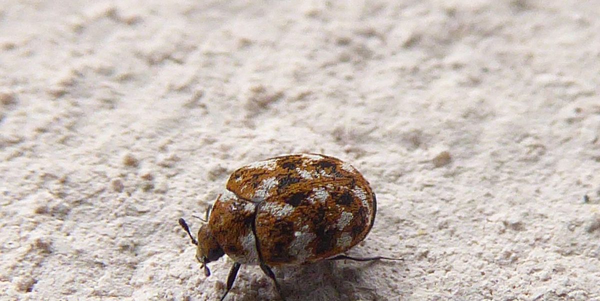 How To Get Rid Of Carpet Beetles Carpet Beetle Removal Tips