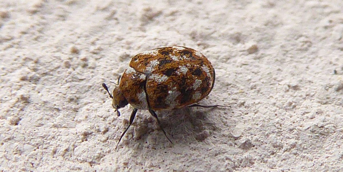 Why Carpet Beetles Are in Your Home—and How to Get Rid of Them Effectively.
