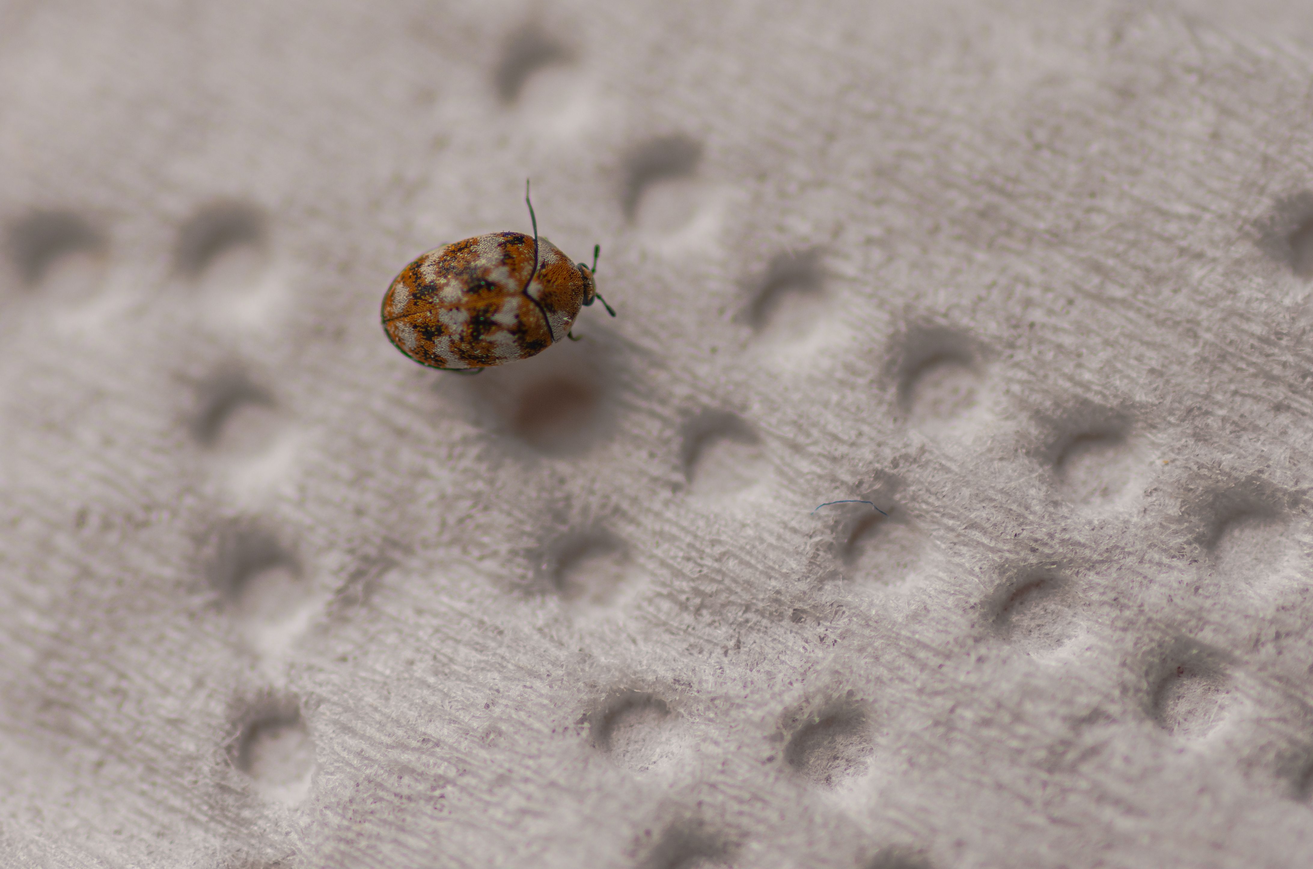 Carpet Beetles Signs You Have An
