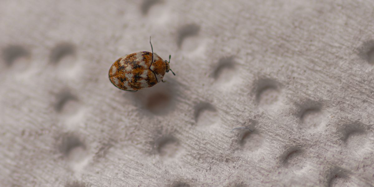 Carpet Beetles Signs You Have An Infestation How To Get Rid - Small Black Beetles In Bathroom Uk
