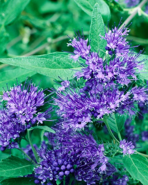 Popular Flowering Shrubs Best Blooming Bushes For The Garden Popular Flowering Shrubs Best Blooming Bushes For The Garden
