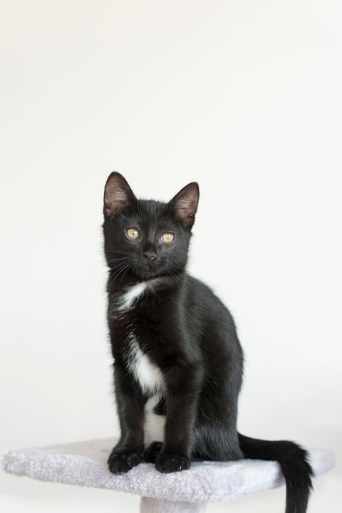 20 Best Black Cat Names - Male and Female Black Kitten Names