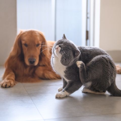 Dog and cat at home