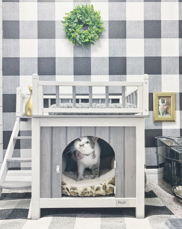 cat bedroom