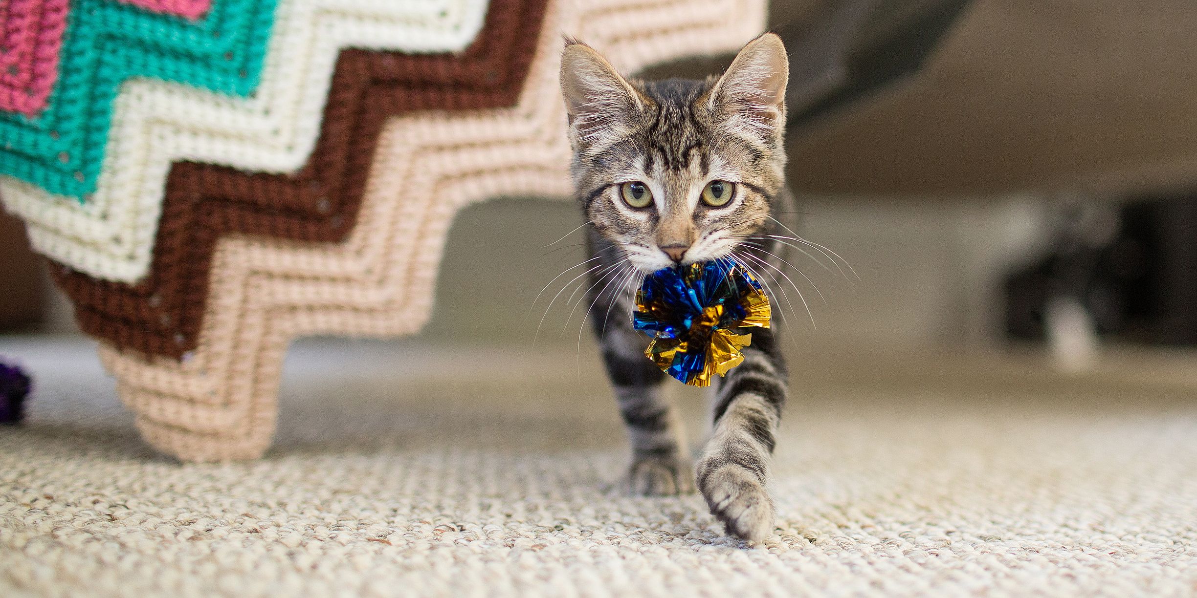 12 Cat Chew Toys — Durable Catnip Toys