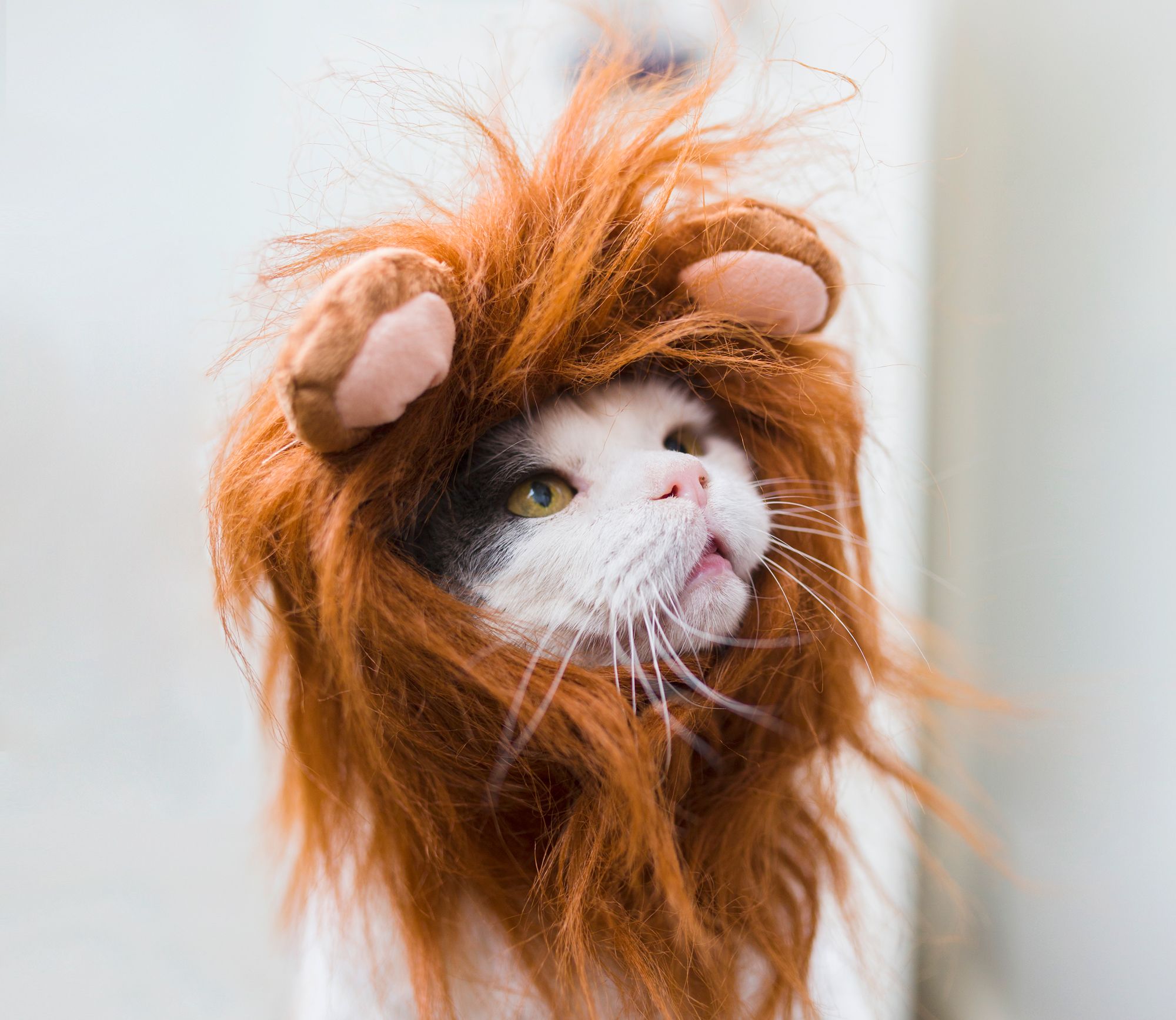 Costume Prop Cat Animal Tail Fancy Dress Kitten Catwoman Fluffy Furry 