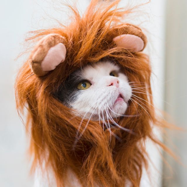 cat wearing lion costume