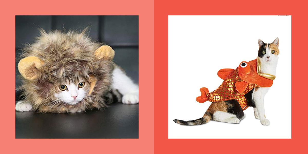 Pet Cat Halloween Costumes - Cute Ideas for Cat Costumes