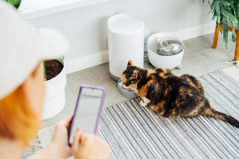 cat eating from smart feeder in cozy home interior with woman holding smartphone and using application to control cat food dispenser on background home life with a pet healthy pet food diet