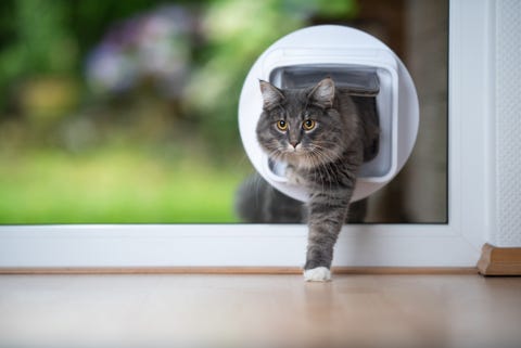 Cat Flap