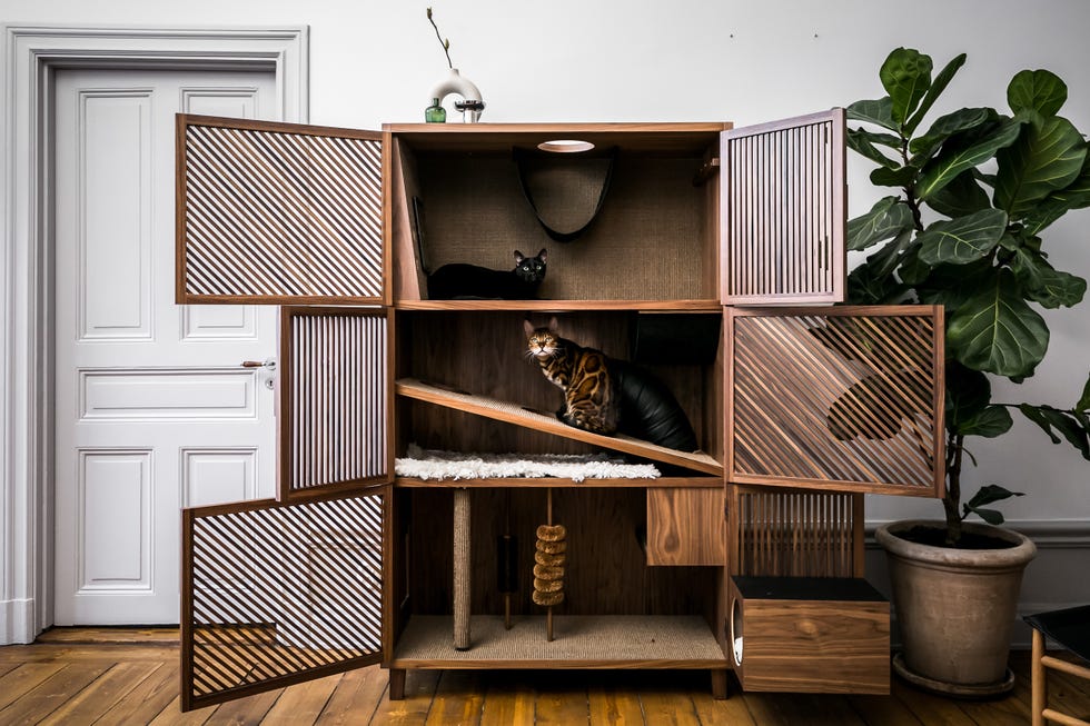 The Hidden Cat House in a Cabinet