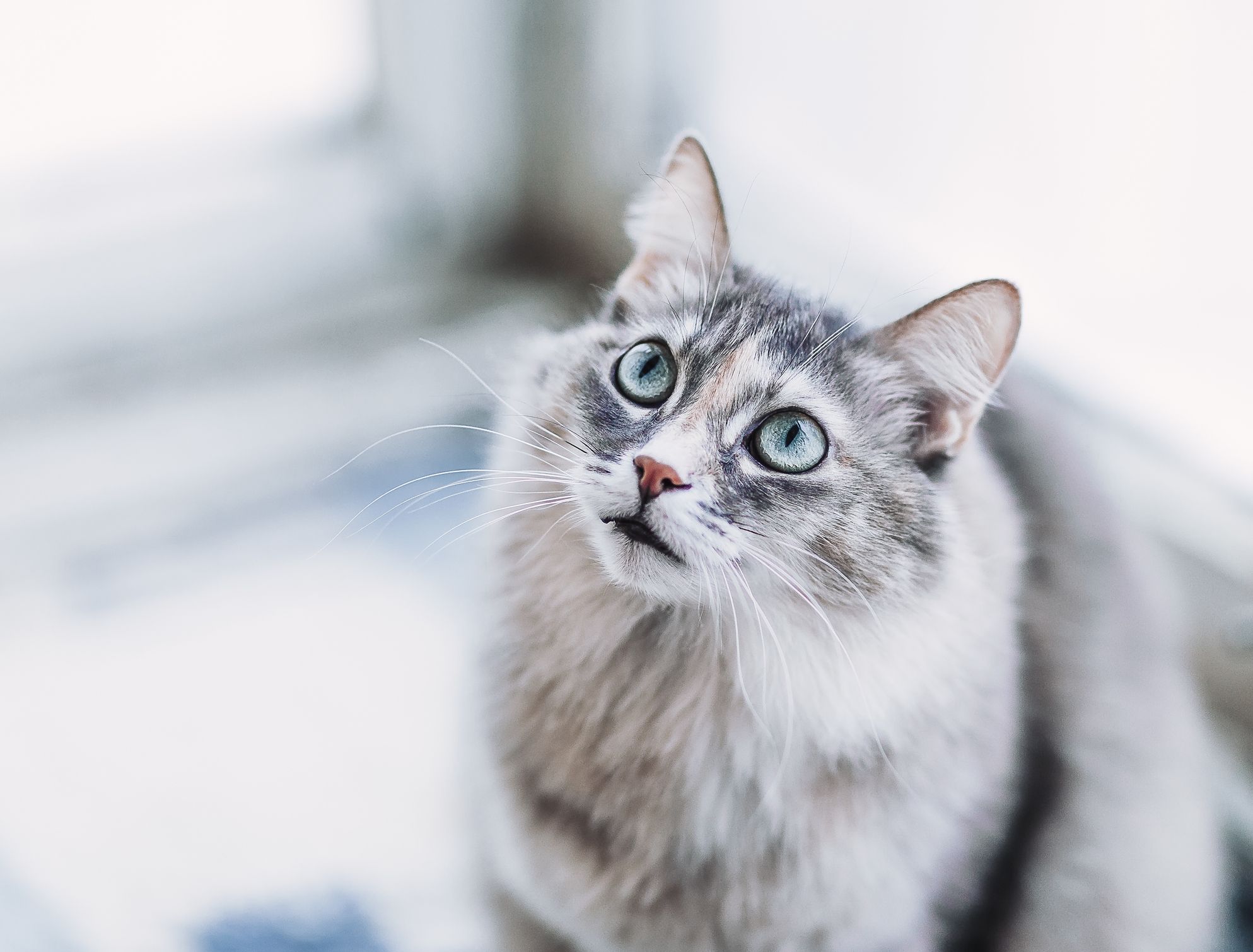 best flea treatment for cats uk 2019