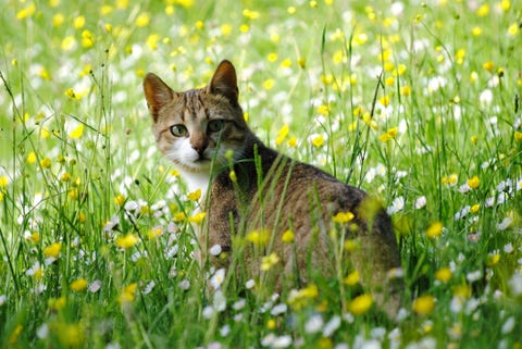 Cat in the grass