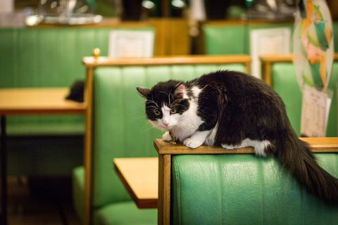 cat on a booth in a restaurant