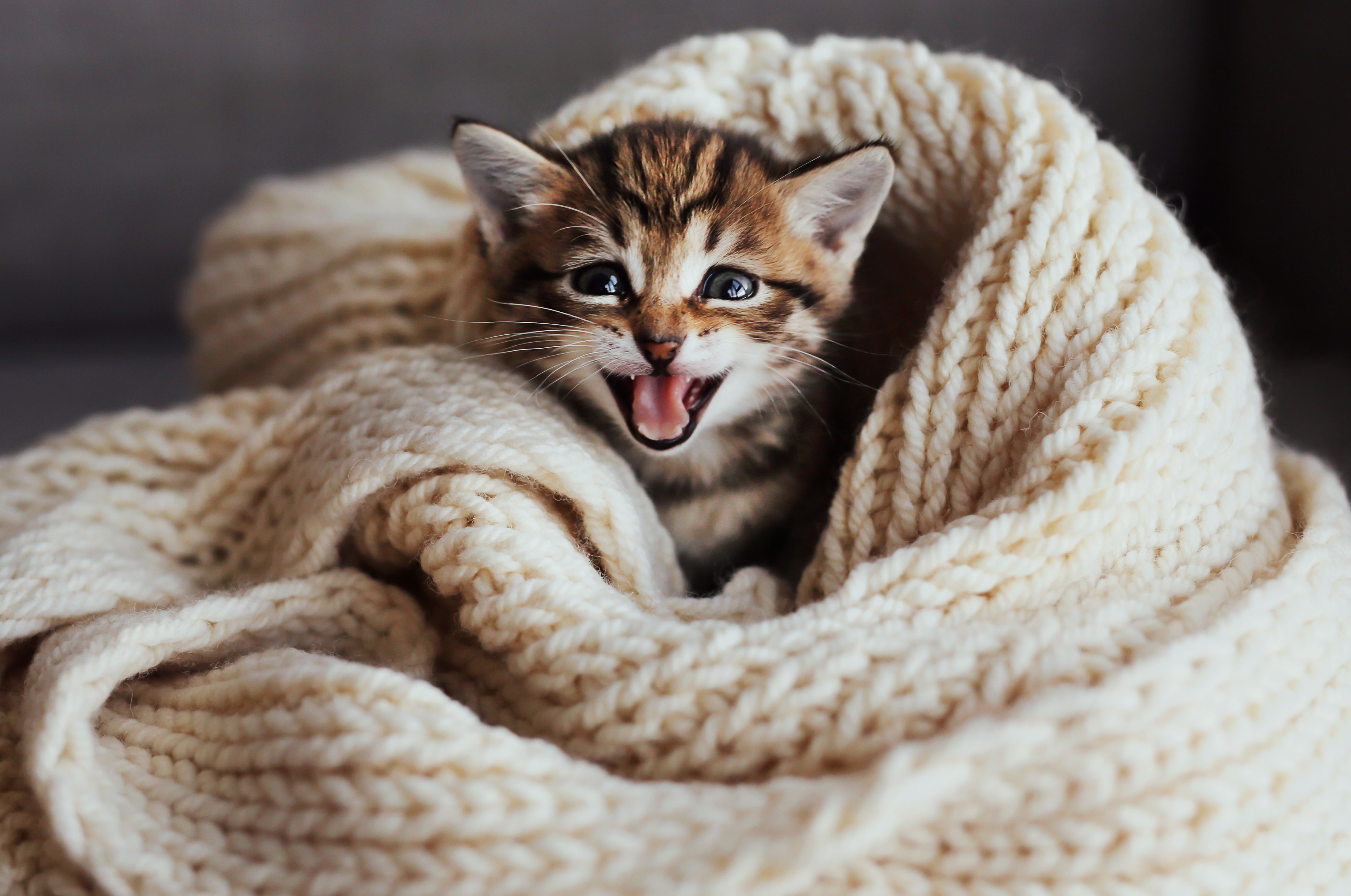 25 Best Cat Quotes That Perfectly Describe Your Kitten