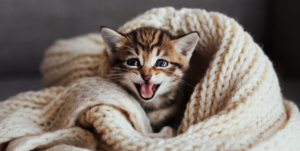 25 Best Cat Quotes That Perfectly Describe Your Kitten - Funny and Cute Cat Quotes