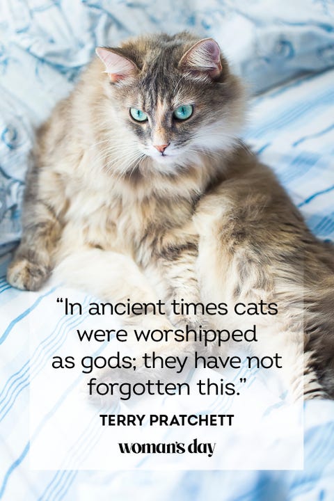 45 Best Cat Quotes Cute Cat Sayings To Describe Your Kitten