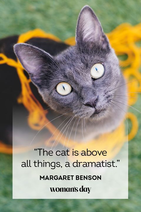 best cat quotes by margaret benson