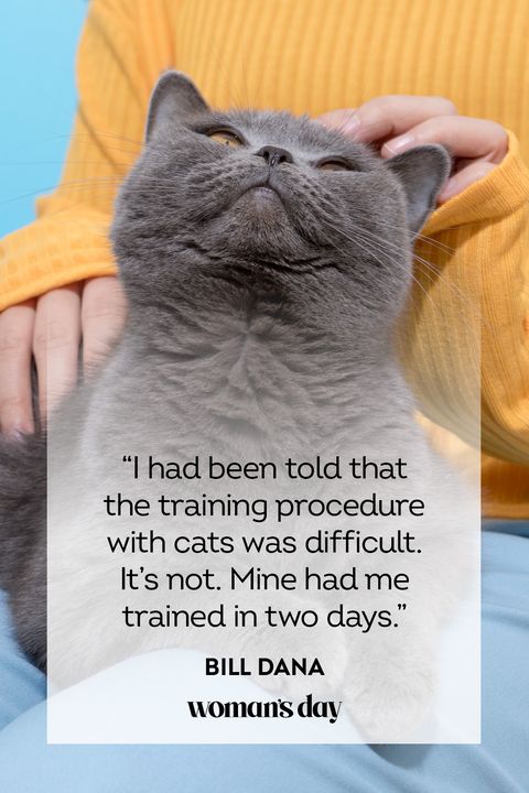 best cat quotes by bill dana