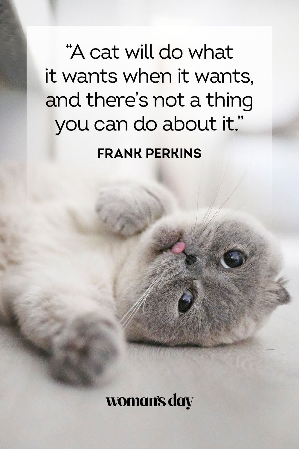 45 Best Cat Quotes Cute Cat Sayings To Describe Your Kitten