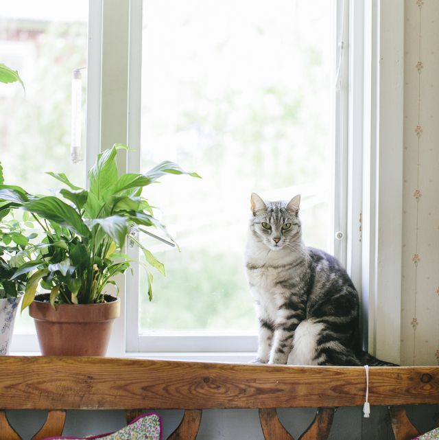 cat sitting by window