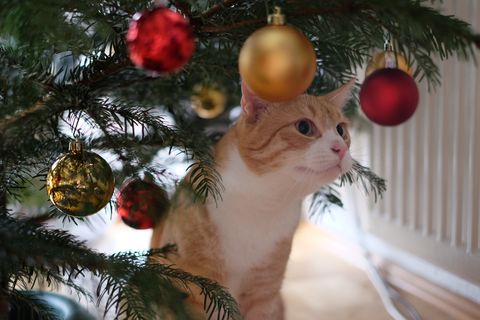 症状と対策 犬 猫が食べると危険なクリスマスシーズンの 有毒植物