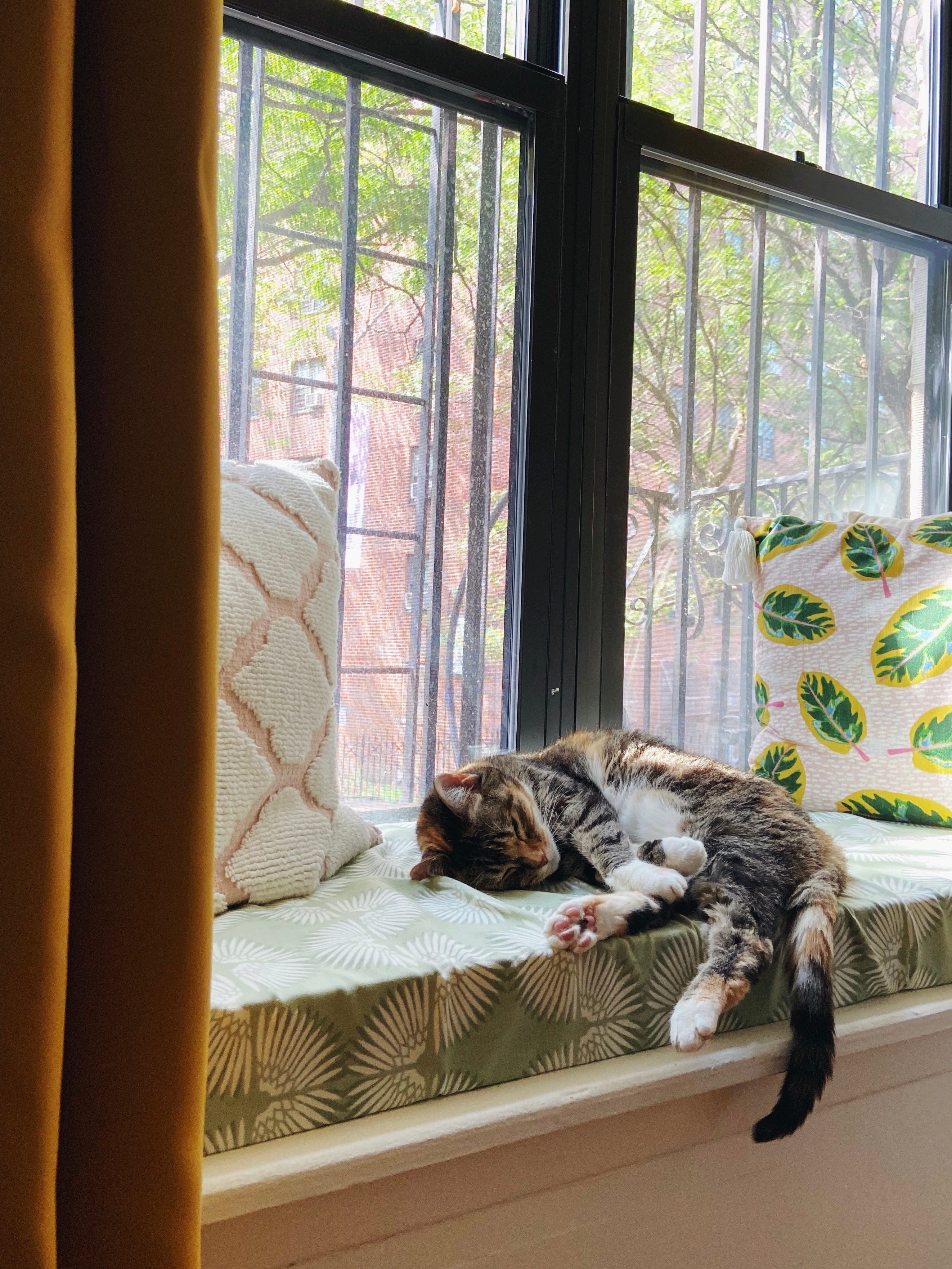 cat sleeping on window seat cushion