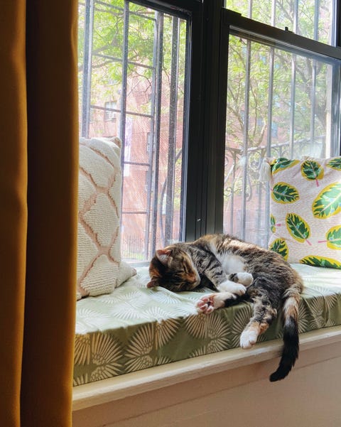 cat sleeping on window seat cushion