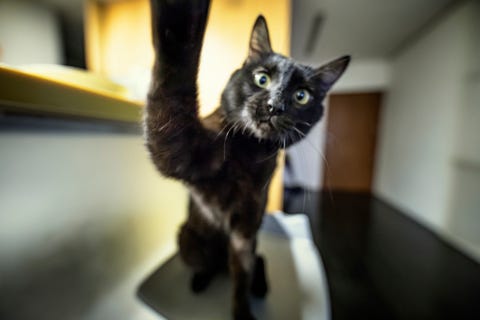 愛猫エディターが厳選 おすすめ人気ねこグッズ24選 愛猫エディターが厳選 おすすめ人気ねこグッズ24選