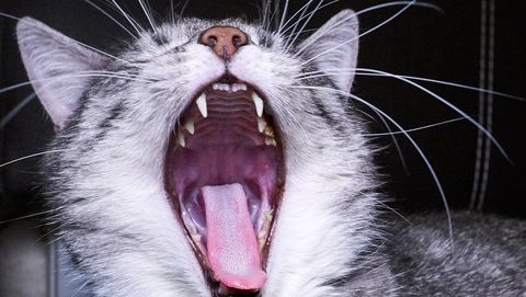 een kat gaapt en laat de binnenkant van zijn mond zien