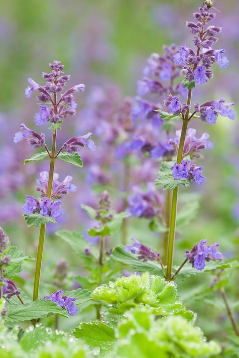 Catmint / Catnip, Nepeta racemosa 'Walker's Low' - II