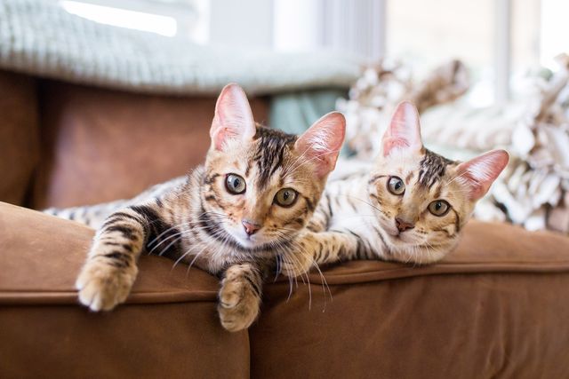 a pair of cute playful bengal kittens laying on a leather sofa indoors