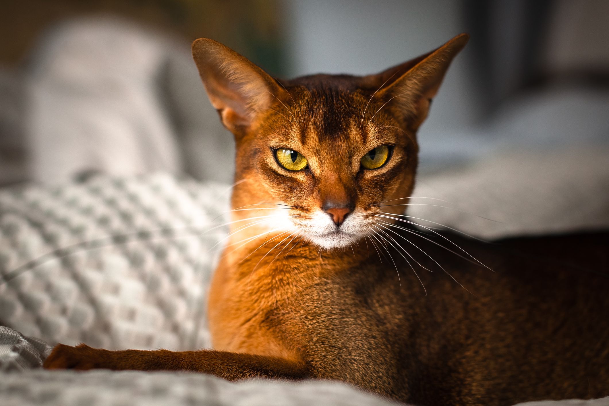 do abyssinian cats get along with dogs
