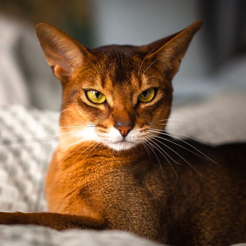 cats-that-act-like-dogs-abyssinian