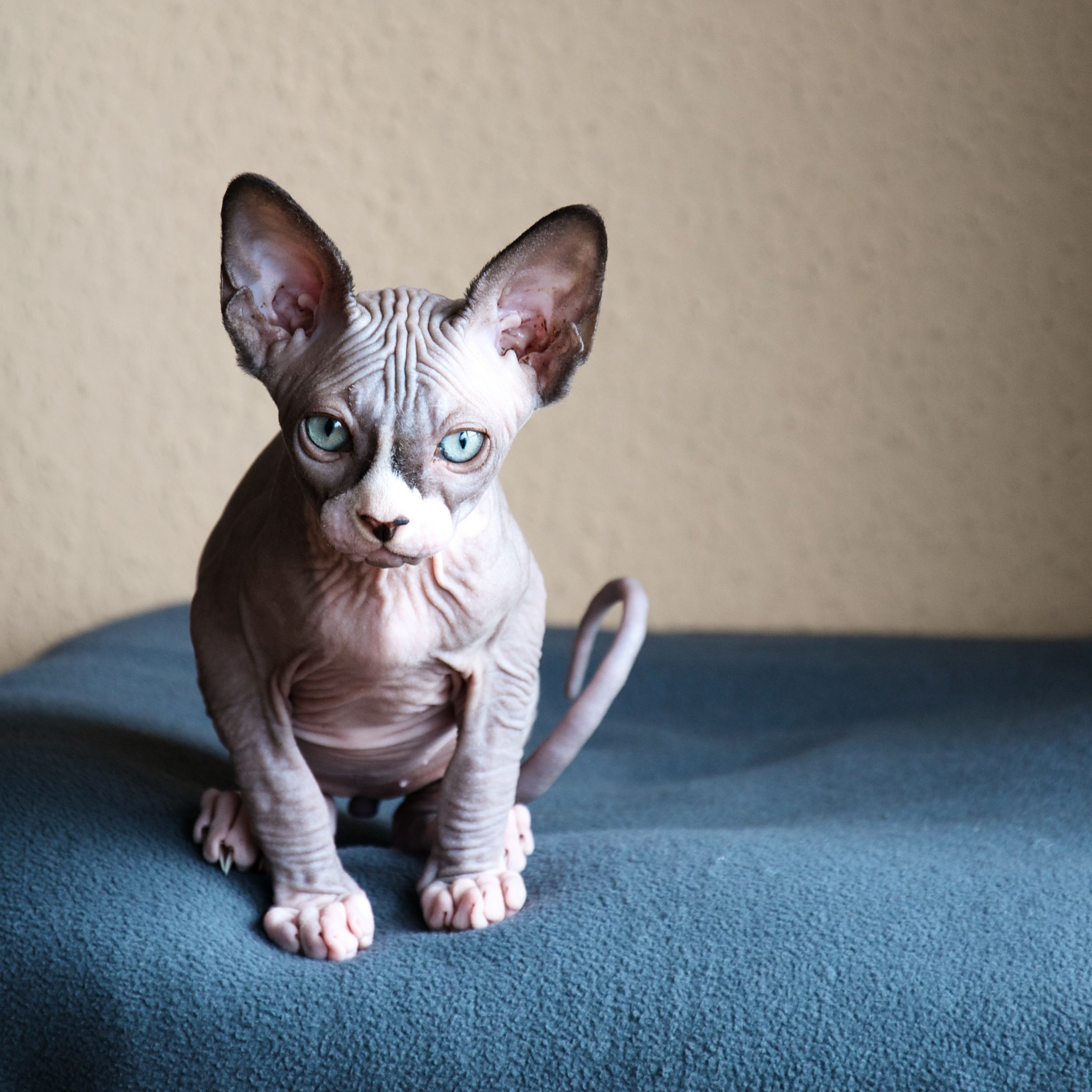 are sphynx cats like dogs