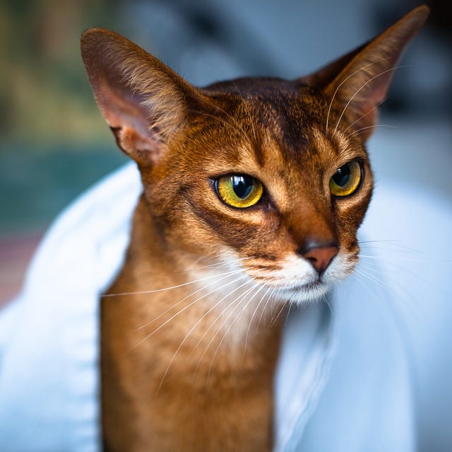 10 Cats That Like Water — Which Cats Like Water?