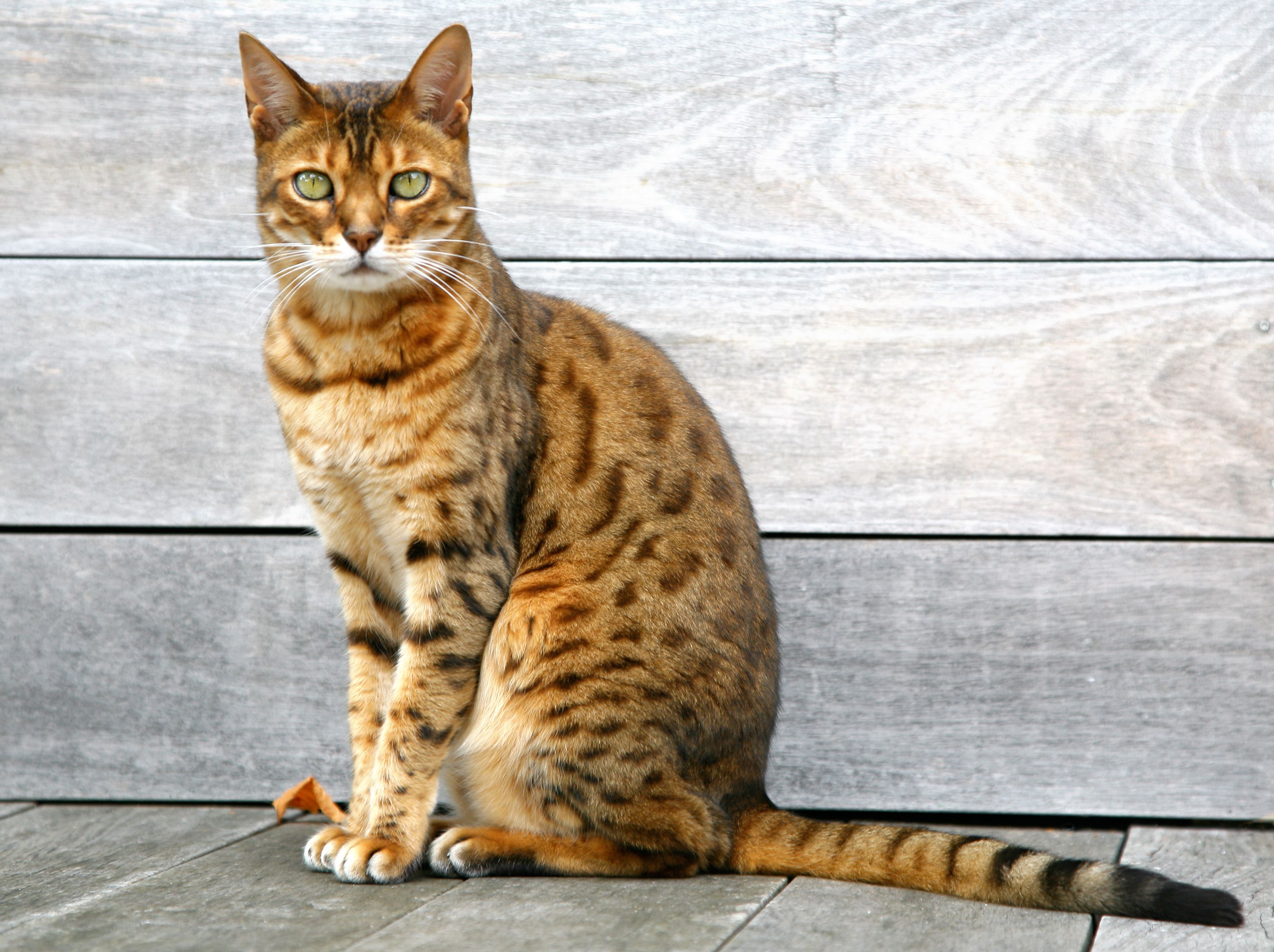 tiger looking cat breeds