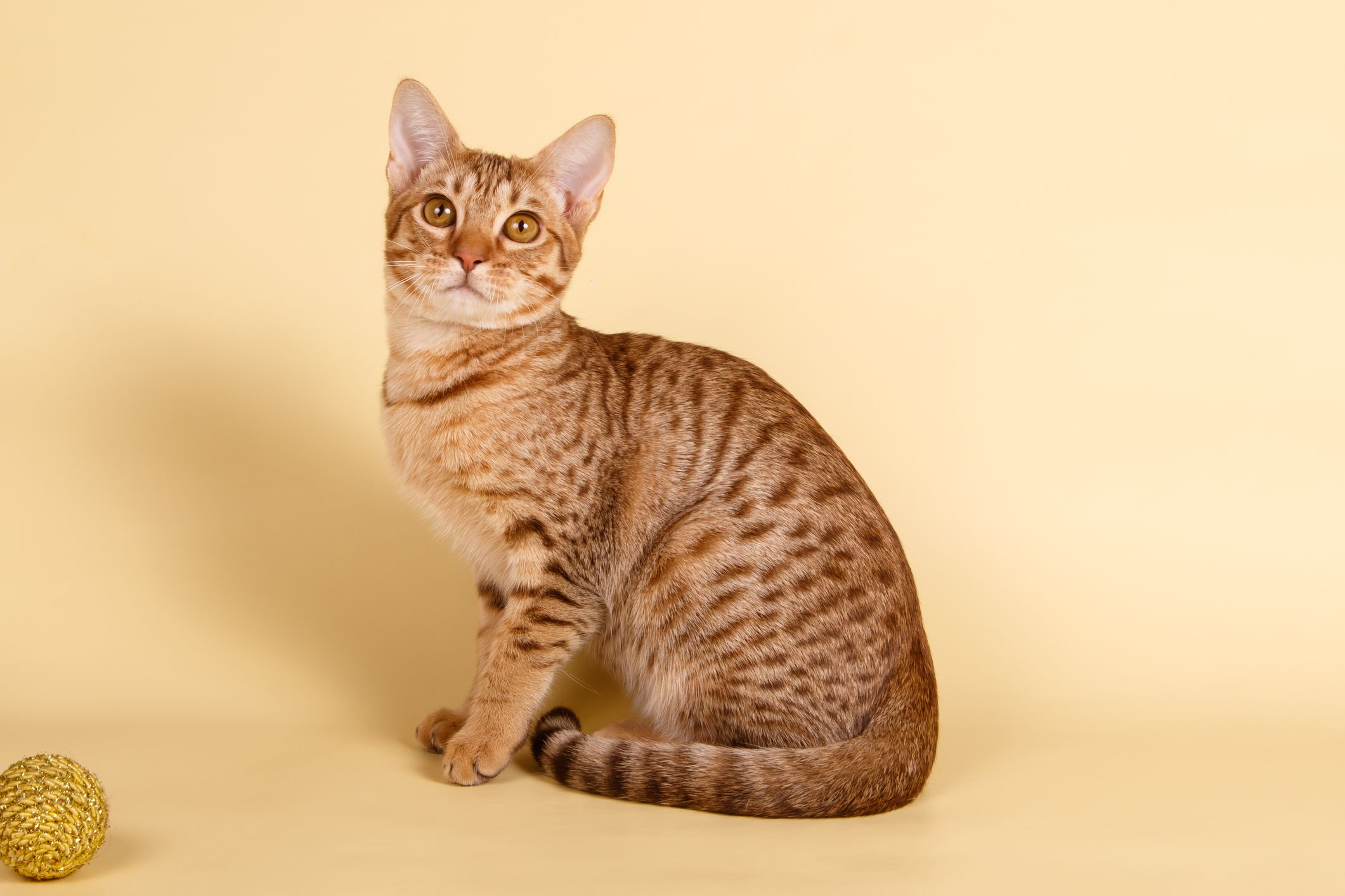 8 Cats That Look Like Tigers Toyger Cat Bengal Cat And More