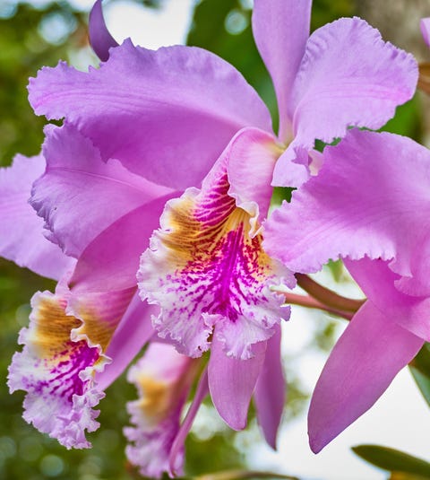 22 Different Types Of Orchids Garden Additions Houseplants
