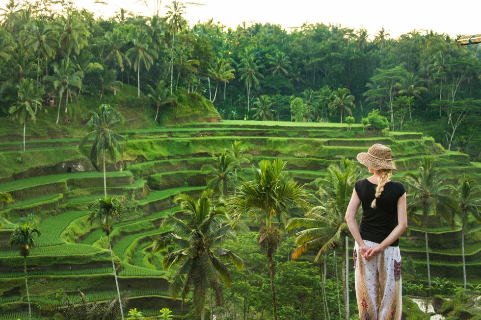 Rice paddies in Ubud. Image: Getty Images / Smith Photographers