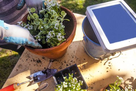 Caucasian woman gardening with digital tablet
