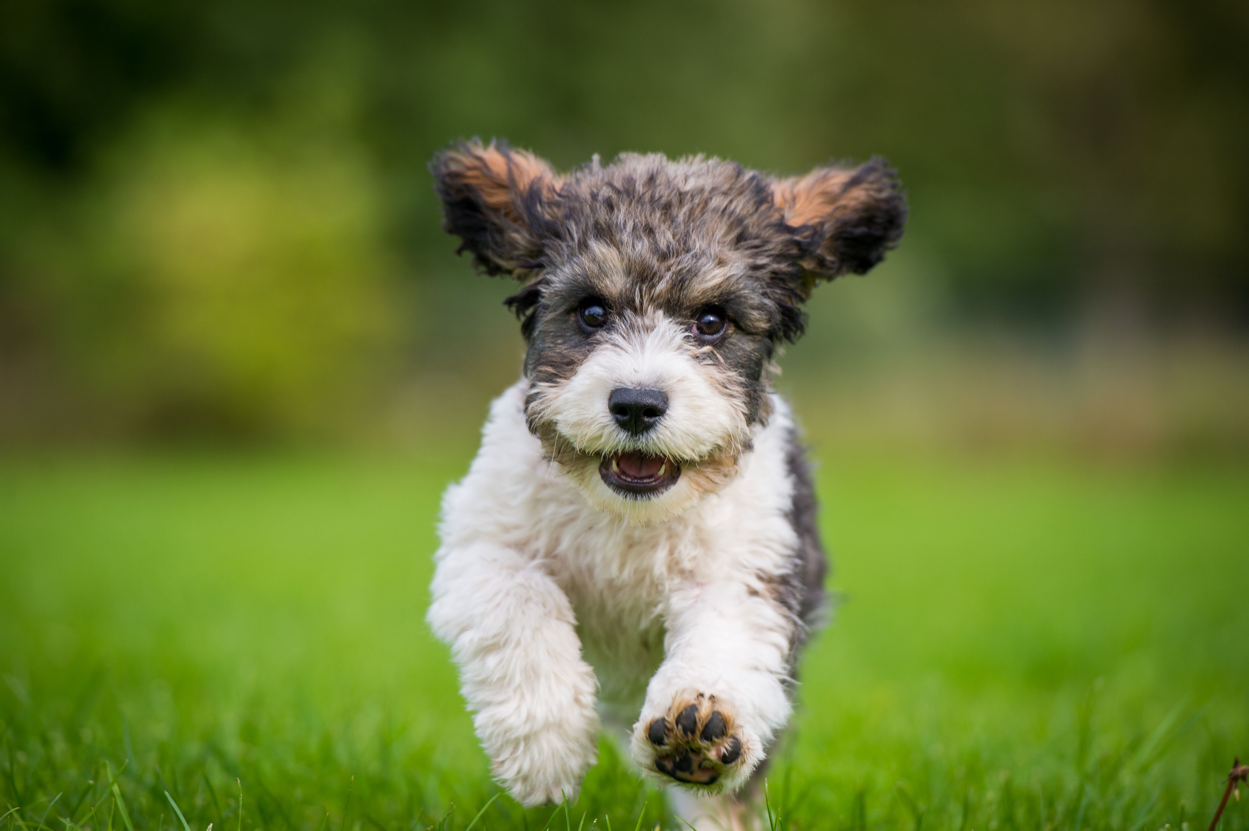 best dog breeds to sell