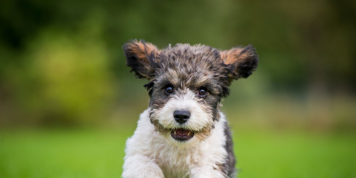 20 Most Popular Dog Breeds in The UK