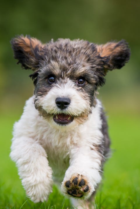 A Cavachon puppy running towards the camera