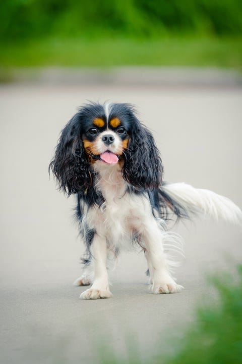 Dog, Vertebrate, Canidae, Mammal, Dog breed, King charles spaniel, Cavalier king charles spaniel, Carnivore, Puppy, Snout, 