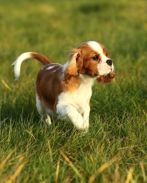 puppy cavalier king charles spaniel  on the grass