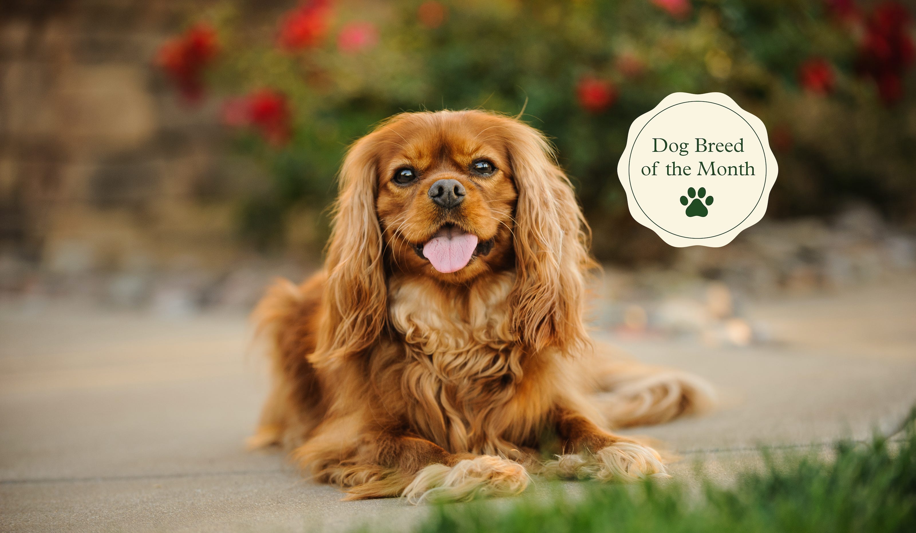 are cavalier king charles spaniels good pets